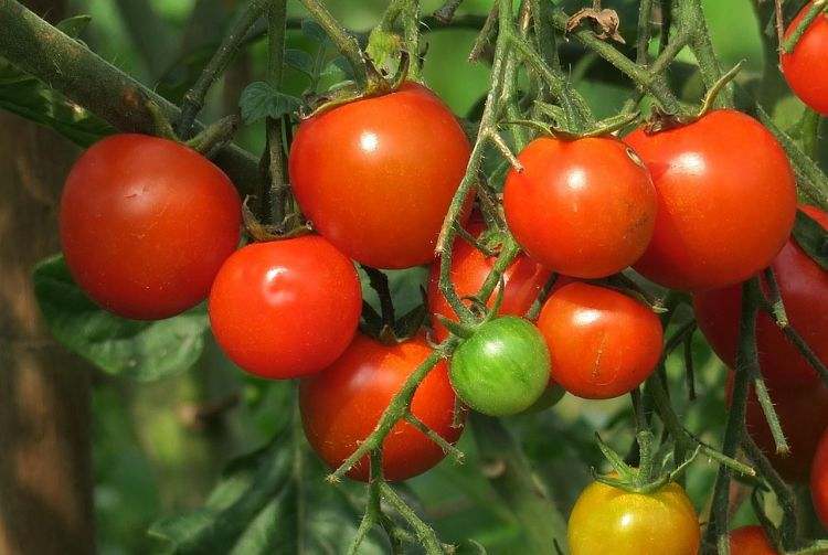 Tomatoes growing on the vine