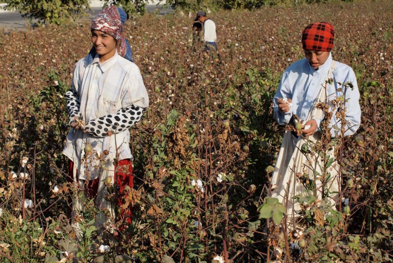 Two people picking cotton in Uzbekistan